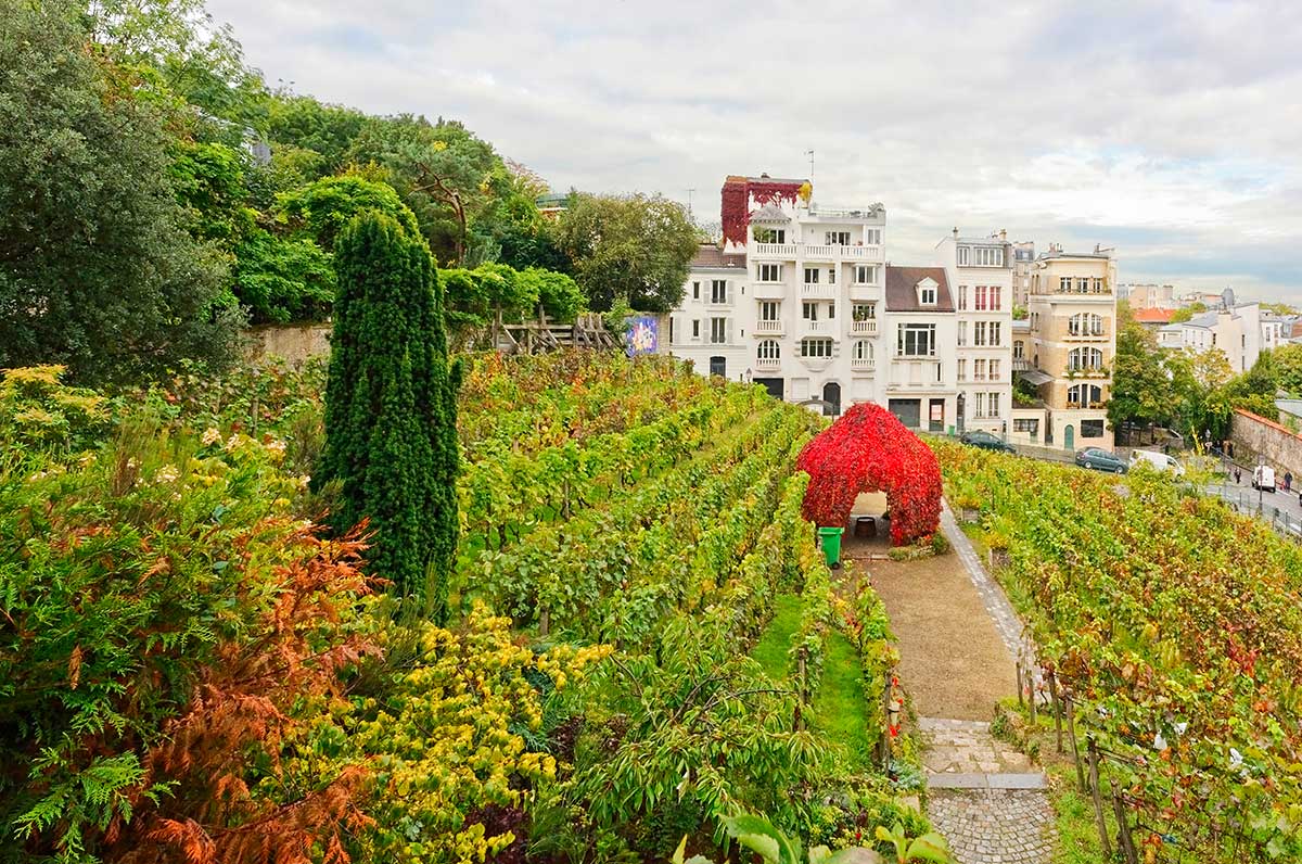 Vignoble Le clos montmartre